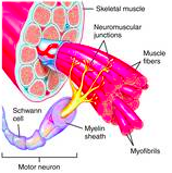 Consists of a somatic motor neuron plus all the skeletal muscle fibres it stimulates 
A single one makes contact with an average of 150 skeletal muscle fibres 
All of the muscle fibres in one unit contract in unison