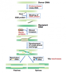 Endonuclease will nick 1 strand of DNa and ssBP will bind and keep stable and recA facilitates the strand invasion where it comes in and takes the single strand and links it to the double strand and creates cross-strand exchange and the holliday j...