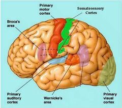 Location: 
Anterior to the central sulcus, back of frontal lobe, just about at the top of the head


Function:
Generate neural impulses that control the execution of movement