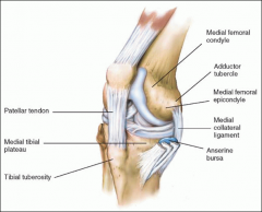Medial - adductor tubercle, medial epicondyle, and medial condyle of tibia

Anterior - patella, patellar tendon, tibial tuberosity

Lateral - lateral epicondyle, lateral condyle of tibia