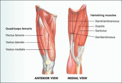 Quadriceps femoris - extends the leg

Hamstring muscles - flex the knee