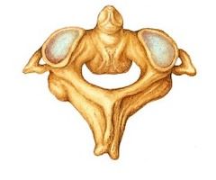 what vertebrae is this?