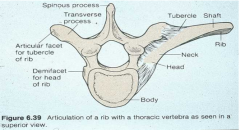 inferior and costal facet=head of ribs


transverse costal facets=tubercle of rib 