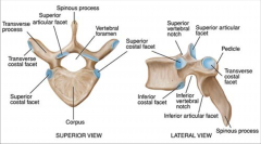 thoracic 


-medium and heart shaped vertebral body


-circular vertebral foramen  


-long and strong transverse process


-long and DOWNWARD facing spinous process