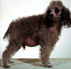 This dog presented with the following clinical signs:
Lordosis
Bilateral alopecia
PU/PD
Dx: