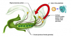 The stamens and the sticky stigma of the same plant contact each other in order to accomplish pollination

Genetically identical plant to mother plant