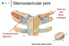 articular disc (fibro-cartilage) 
costoclavicular joint