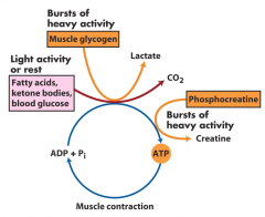 Light activity or rest: Fatty acids, ketone bodies, blood glucose


Heavy activity: muscle glycogen, phosphocreatine