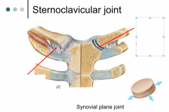 sternoclavicular joint 
name the components