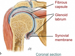 synovial ball and socket joint

*glenoid labrum