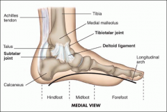 Medially
- Deltoid ligament
medial malleolus to talus and proximal tarsal bones

Laterally
- Anterior talofibular ligament
--- most at risk with inversion injury)
- Calcaneofibular ligament
- Posterior talofibular ligament