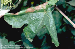- parasites play an important role in keeping grape leaffolder below a level that will cause damage. 
- can reduce leaf surface by constructing leaf rolls and by leaf feeding
- damage can be tolerated to a certain point