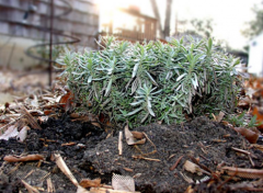 Lifting of soil occurs when poorly drained soils freeze

Plants lifted out of ground, which can separate crowns from roots