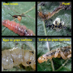 -parasitoid
- adults are small wasps
- after stinging and paralyzing leaffolder larvae, females lay from one to several eggs on the body of the larvae
- larvae feed externally and after completing their development, pupate next to the consumed ...