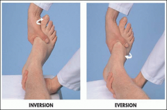 Transverse tarsal joint
- stabilize the heel and invert/evert the forefoot

Metatarsophalangeal joint
- flex the toes in relation to the feet