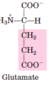 GLU
E
negative charge 
hydrophilic
