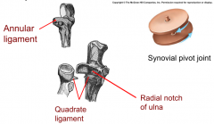 ligament: annular ligament, quadrate ligament 
type; synovial pivot joint