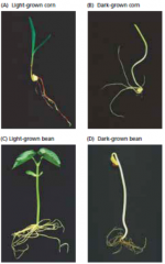 The amount and quality of light have a significant effect on plant growth and development