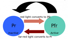 Involves phytocrome red and phytochrome far red

Exposure to red light and far-red light causes quick conversion

There is also slow conversion to Pr that occurs during darkness