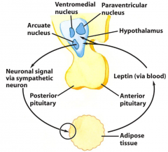 Hypothalamus secrete norepinephrine which is a signal for adipose tissue to secrete leptin into the blood. Leptin is a "satiety hormone" that regulates food intake.