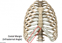 Ribs VIII-X 

Because they have the INDIRECT insertion to the sternum via costal margin (infrasternal angle)