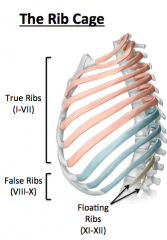 Ribs I-VII

Because they have the DIRECT insertion to the sternum via costal cartilage