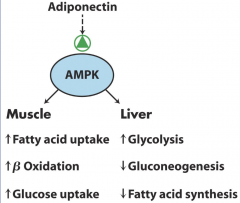 Stimulates AMPKMuscle: Increase fatty acid uptake, beta oxidation and glucose uptakeLiver:Increase glycolysis, decrease gluconeogenesis and fatty acid synthesis.