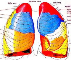 Right lung - 3 lobes
- RUL - 3 segments
- RML - 2 segments
- RLL - 5 segments

Left lung - 2 lobes
- LUL - 4 segments
- LLL - 4 segments