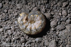 - variegated cutworm is the predominant species in the San Joaquin Valley and North Coast