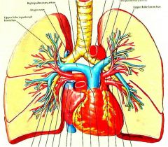 Pulmonary arteries, veins & airways
- Airways do not produce significant shadows therefore the majority of detectable structures are vascular.

Left Pulmonary Artery
- Courses over left upper lobe bronchus
- Directed posterolaterally 
- On l...