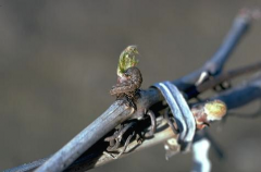 - Feeding on grapevines occurs from bud well to when shoots are several inches long. Injured buds may fail to develop. Grapevines can compensate for early season damage to buds or shoots to some extent by the growth of secondary buds. The fruitful...