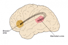 Location:
Lower left (on most people) portion of the frontal lobe


Function:
Controls motor functions involved with speech including:

-Speech Production
-Facial Neuron Control
-Language Processing
