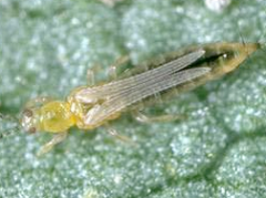 Small insects, 0.04 inch long, with distinctive feather wings. Colo varies from yellow to brown in color. They have rasping-sucking mouthparts. They are the most important species causing damage on grapes.