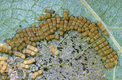 Does not occur in all grape-production areas because the moths are not long distance fliers and this pest has been slow to spread in CA. Keeps populations below economically damaging levels. Usually controlled with insecticides that are also effec...