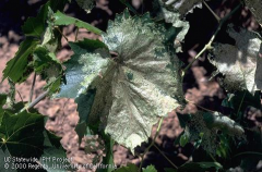 skeletonize the leaves, leaving only the larger veins. when abundant, larvae can defoliate vines by July.