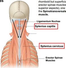 what are the two muscles that make up the spinotranversalis (superficial intrinsic back muscle)?