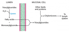 Lipases cleave triacylglycerols to fatty acids and monoacylglycerols in the lumen, which are transported through the membrane. Then they are converted back to triacylglycerols in the mucosal cells. Then the triacylglycerols form chylomicrons toget...