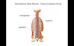 t.p's to superior s.p's 


semispinalis: 4-6 vertebrae


multufundus: 2-3 vertebrae


rotatores: 1-2 vertebrae 


action: proprioception, stabilisaiton, rotation and extension 


 