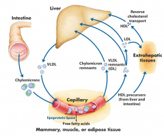 - Chylomicron: hydrolysis by lipoprotein lipase.
- Chylomicron remnant: Receptor-mediated endocytosis by liver.

- VLDL: Hydrolysis by lipoprotein lipase.

- IDL (VLDL remnants): Receptor-mediated endocytosis by liver and conversion into LDL.

- ...