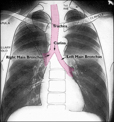 Look for deviations, may indicate pneumothorax.