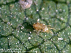 Primary pest mite species in the San Joaquin Valley and may also be the primary pest mite in certain North Coast grape growing areas. Pacific spider mite prefers the warmer upper canopy of the vine. Although it can cause damage early in the season...
