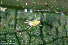 It is a pale yellow. It is often considered an early-season mite. Prefers cooler parts of plant. Populations can persist throughout the growing season. Primarily problem in Salinas Valley and Sierra foothill and causes economic damage to Zin.