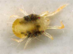 Tetranychus uritace, is almost identical to Pacific mite except it rarely has spots on the rear of the body. It is only occasionally found on grapes in CA and rarely causes damage.