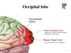 Location: Posterior of Occipital Lobe


Function:
Photoreception; central processing of visual information