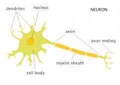 Cell body, dendrites and a single axon.
