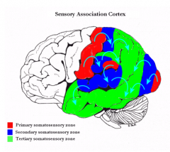 Sensory Association Cortex