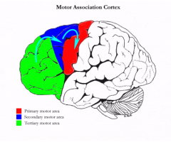 Motor Association Cortex