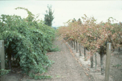 -Native to the eastern and southern US
-Rupestris, berlandieri, and riparia are resistant
-vinifera are susceptible
- introduced to Europe in 1863 and destroyed 75% of vineyards by 1900
- spread to CA by 1870