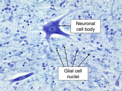 Glial cell nuclei