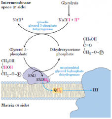 מערכת זו מורכבת משני אנזימים זהים הנקראים Glycerol-3-Phosphate dehidrogense. ההבדל בינהם הוא שאחד ציטוזולי ואחד מיטוכונדריאלי.
בשלב הראשון G3PD מעביר שנ...